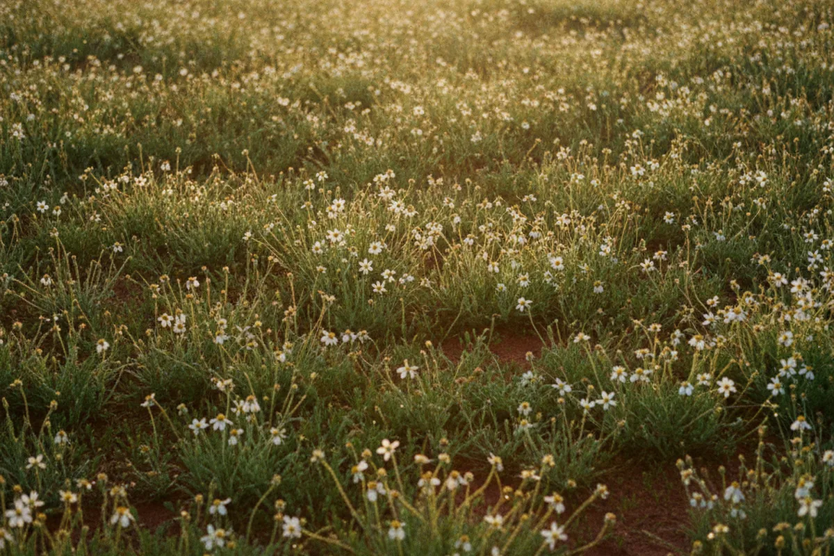 Pequenas flores brancas do Cerrado permanecendo intactas no campo, luz da manha