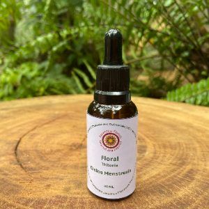 Floral Thitonia · Margaridão
