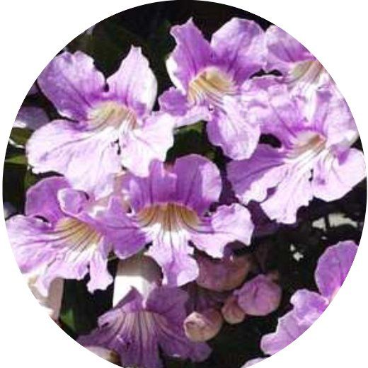 Flor Cipó Rosa