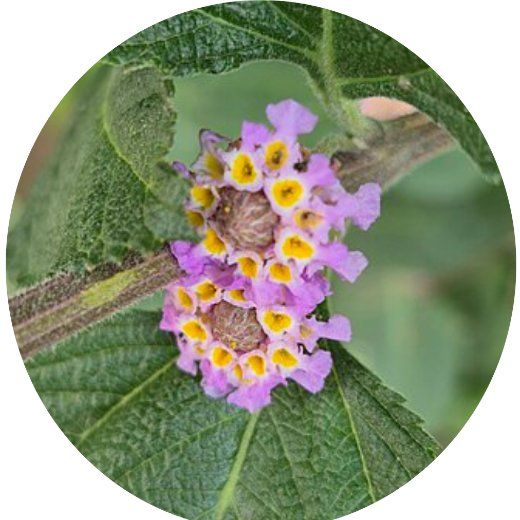 Flor Melissa