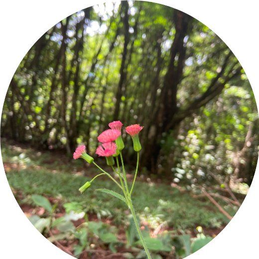 Flor Serralha Roxa