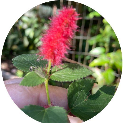 Flor Rabo de Gato Vermelho