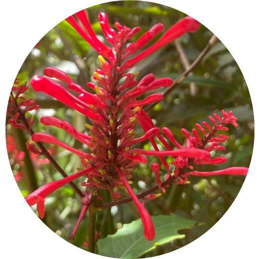 Flor Odontonema Vermelha