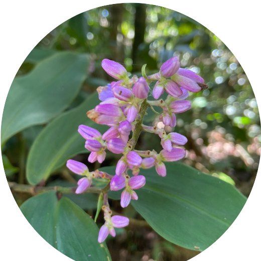 Flor Gengibre Azul