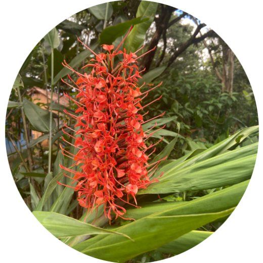 Flor Gengibre Vermelho