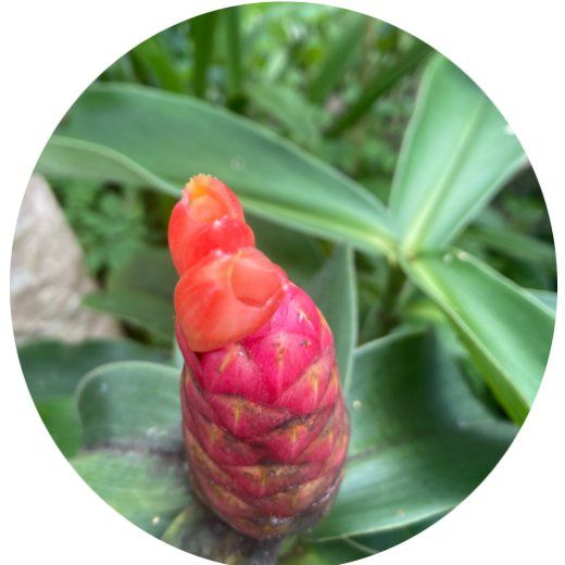 Flor Cana de Macaco