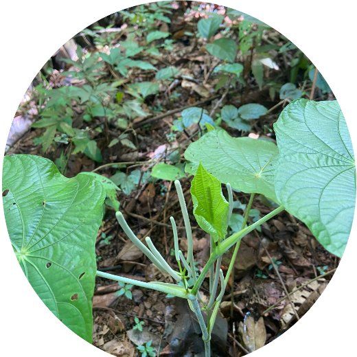 Flor Pariparoba