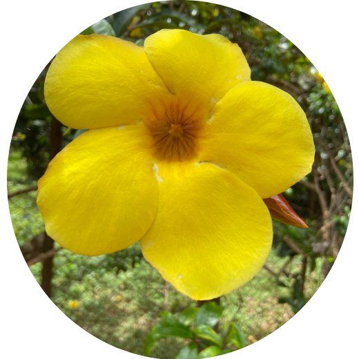 Flor Alamanda Amarela