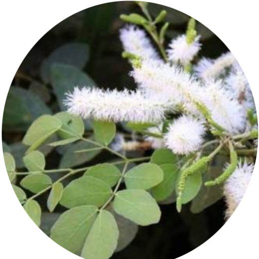 Flor Sanção do Campo