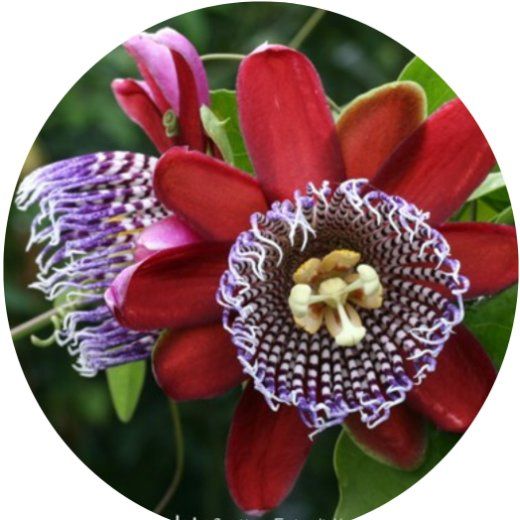 Flor Passiflora alata