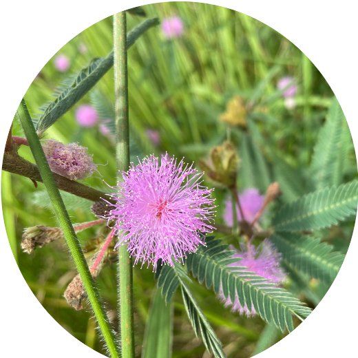 Flor Dormideira