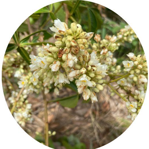 Flor Timbó