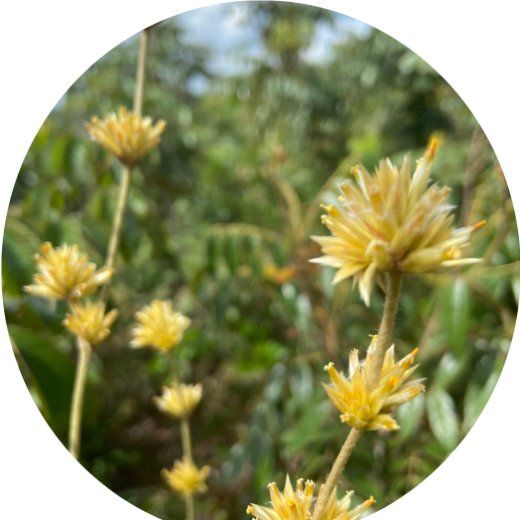 Flor Perpétua sempre viva