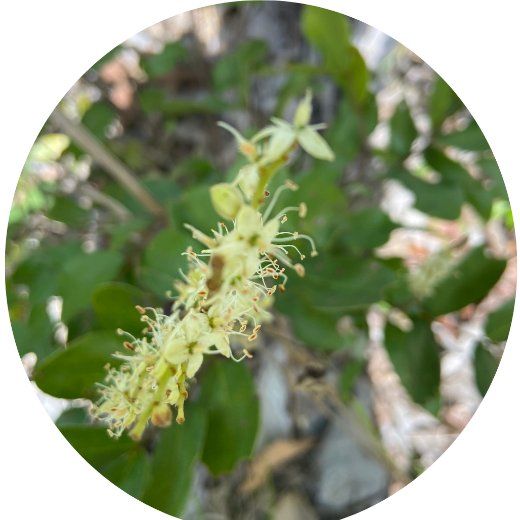 Flor Myrcia