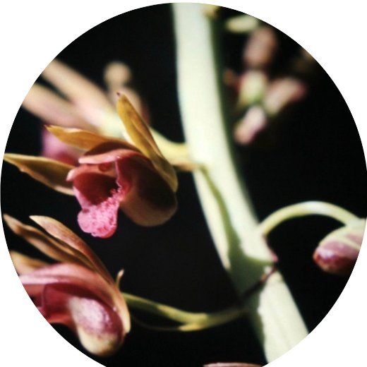 Flor Orquídea