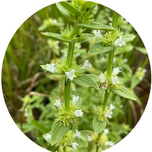 Flor Borreria
