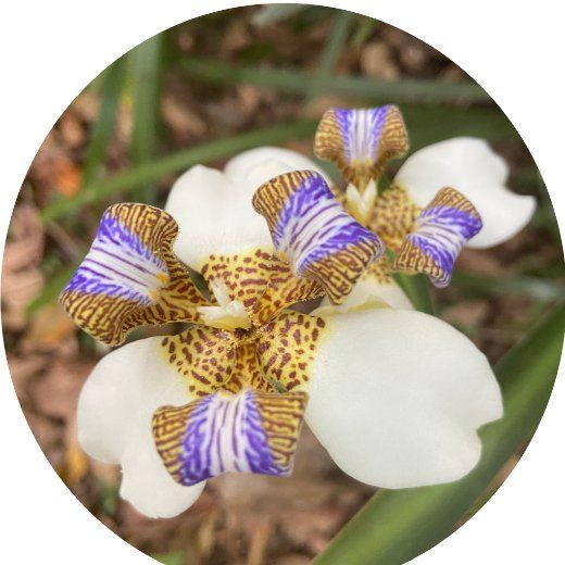 Flor Iris