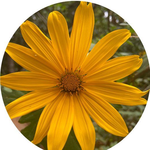 Flor Thitonia