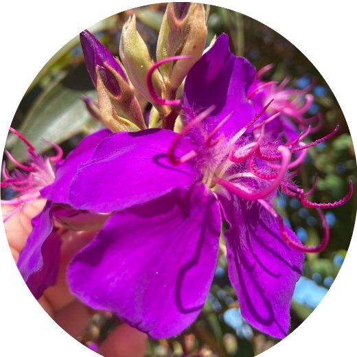 Flor Quaresmeira