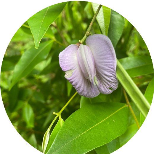 Flor Feijão Borboleta