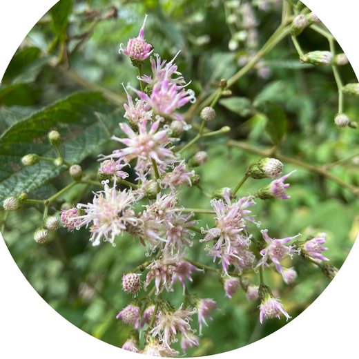 Flor Assapeixe