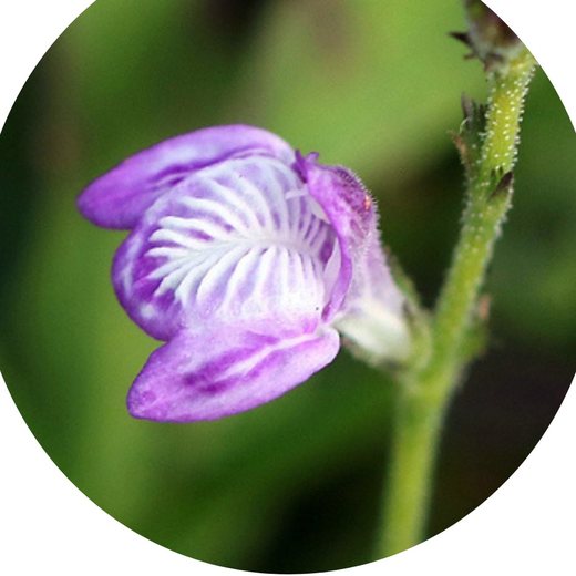 Flor Anador