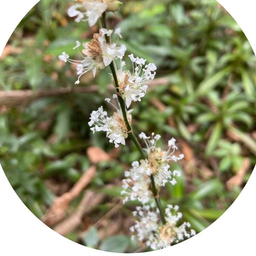 Flor Planta Cesto