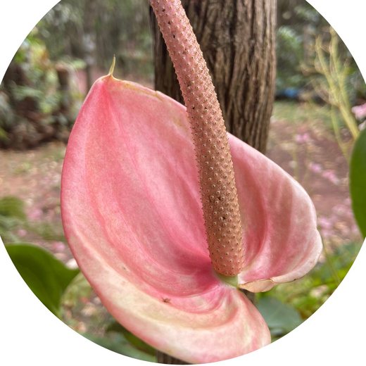 Flor Antúrio