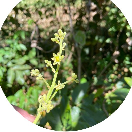 Flor Abacateiro