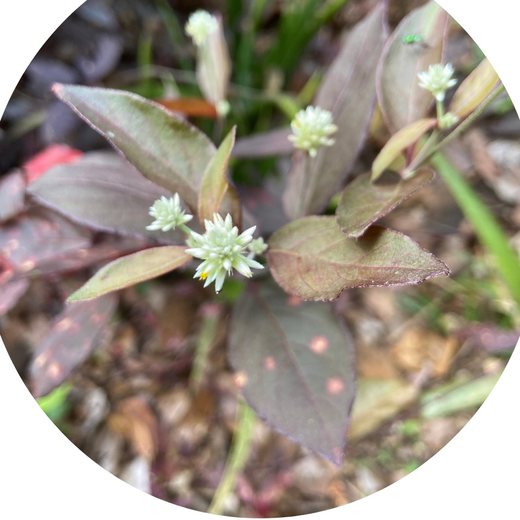Flor Terramicina