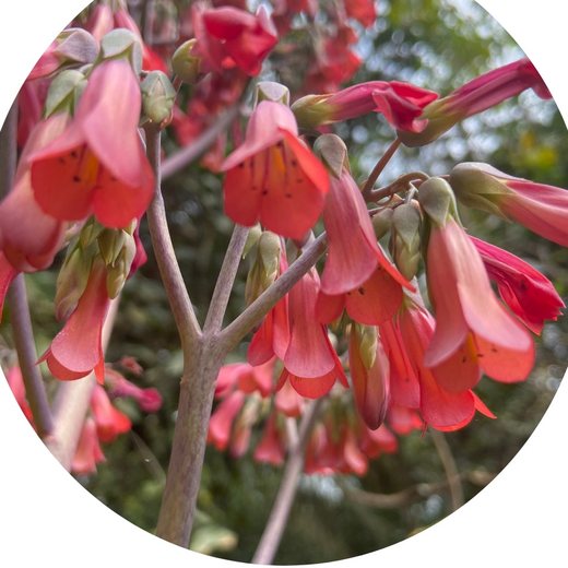 Flor Aranto