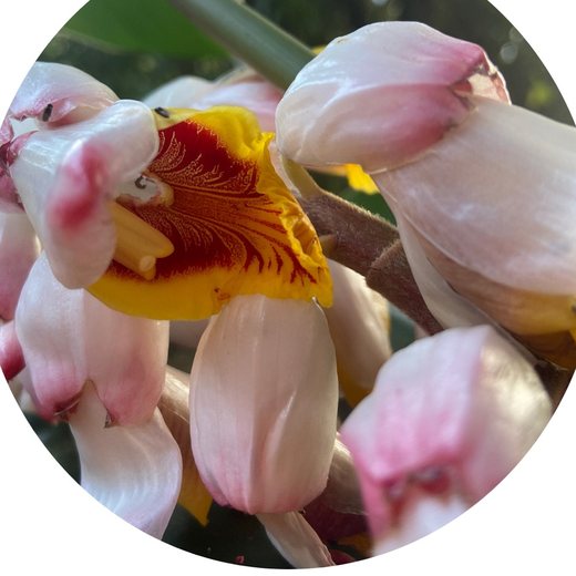 Flor Colônia