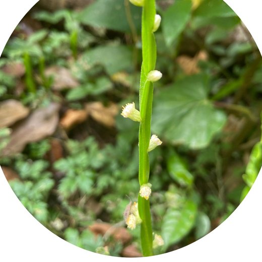 Flor Carqueja