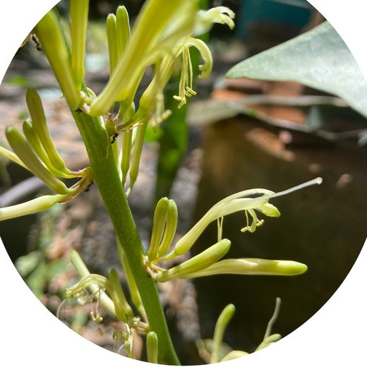 Flor Espada de São Jorge